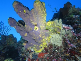 064 Branching Tube Sponge IMG 5852